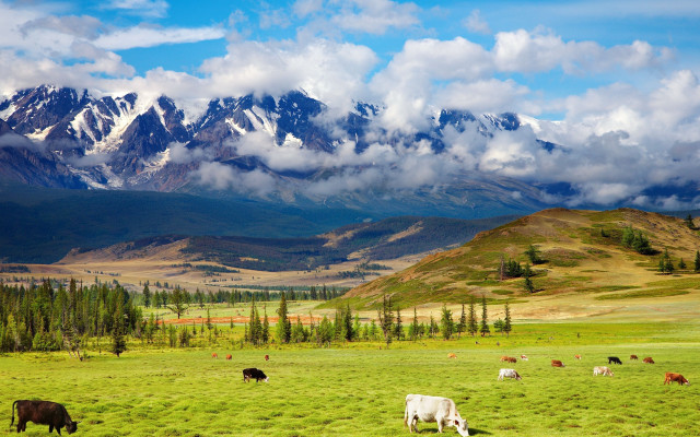 Cattle grazing mountains field sky free wallpaper for desktop - medium preview image