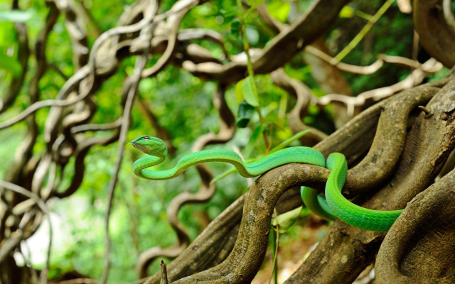Green snake crawling tree branch free wallpaper for desktop - medium preview image