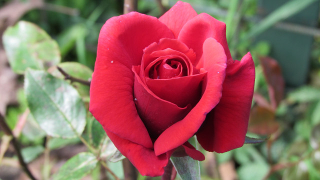 Red rose green background leaves free wallpaper for desktop - medium preview image