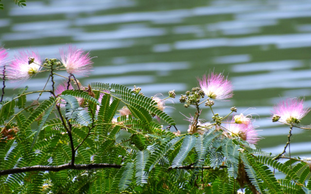 Pink flowers water grass impressionist free wallpaper for desktop - medium preview image