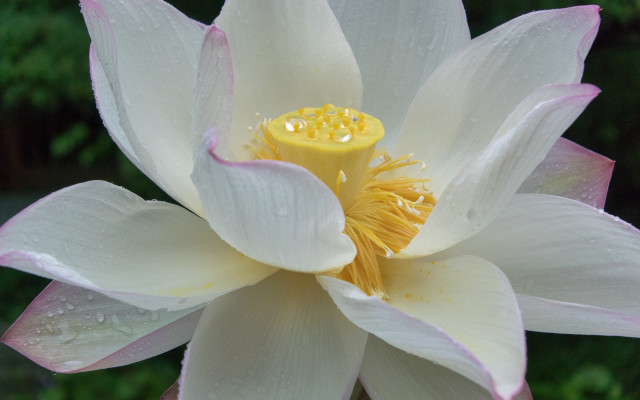 White pink flower water droplets free wallpaper for desktop - medium preview image