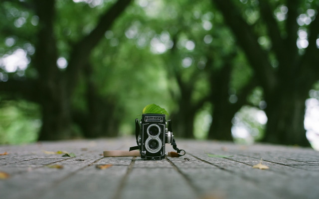 Camera brick surface trees leaf free wallpaper for desktop - medium preview image