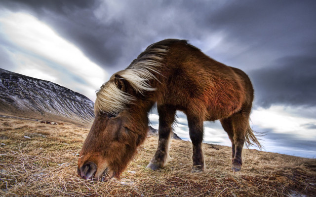 Horse grazing mountains cloudy day free wallpaper for desktop - medium preview image