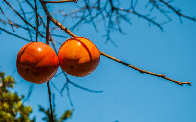 Orange blossoms blue sky branch free wallpaper for desktop - medium preview image