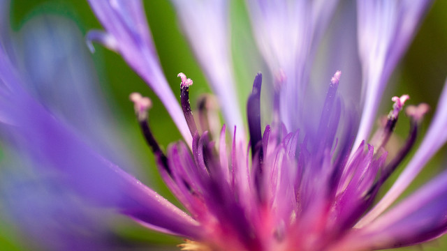 Purple flower macro blurry background #7 free wallpaper for desktop - medium preview image