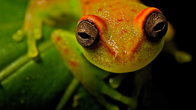 Frog red spot leaf water free wallpaper for desktop - medium preview image