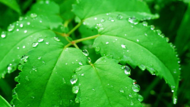 Green leaf water droplets bokeh #9 free wallpaper for desktop - medium preview image