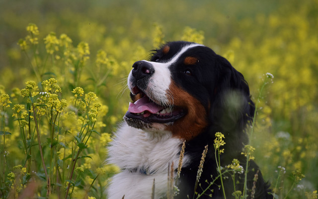 Dog flower field outdoor bush free wallpaper for desktop - medium preview image