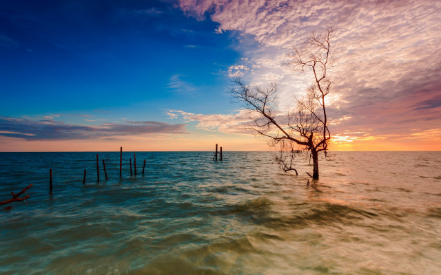 Tree water sunset clouds lake free wallpaper for desktop - medium preview image