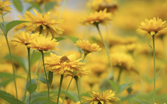Yellow flower field bokeh sunset free wallpaper for desktop - medium preview image