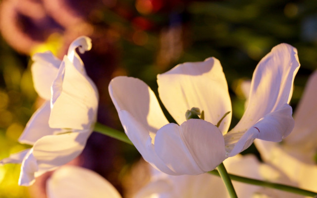 White flower blurry background bokeh free wallpaper for desktop - medium preview image