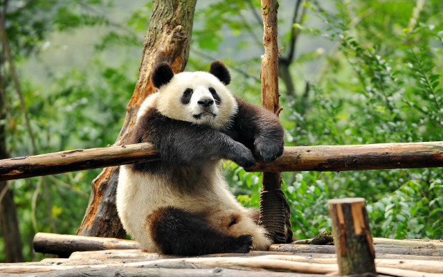 Panda log forest nature blurry free wallpaper for desktop - medium preview image