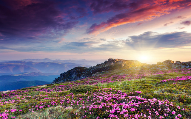 Mountain flower field sunset clouds free wallpaper for desktop - medium preview image