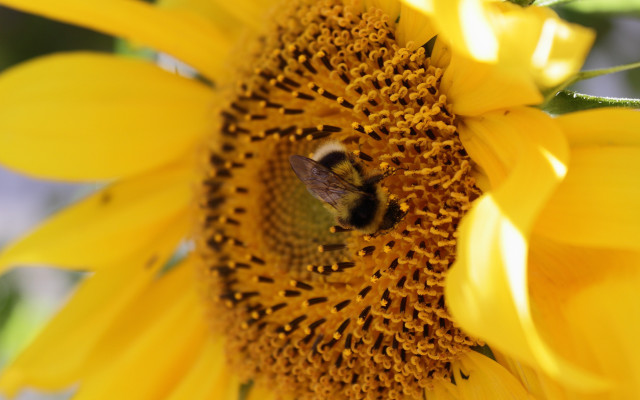 Bee sunflower macro autumn blurry free wallpaper for desktop - medium preview image