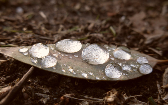 Snowy leaf macro photorealism blurry free wallpaper for desktop - medium preview image