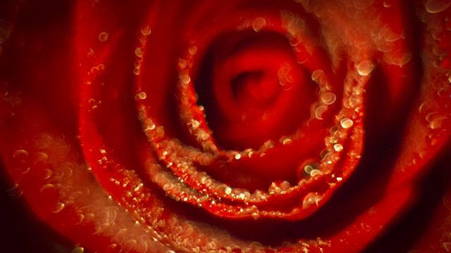 Red rose water droplets macro free wallpaper for desktop - medium preview image