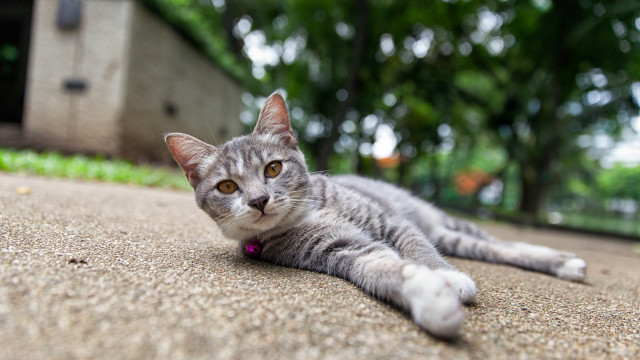 Cat laying outdoors bokeh depth free wallpaper for desktop - medium preview image