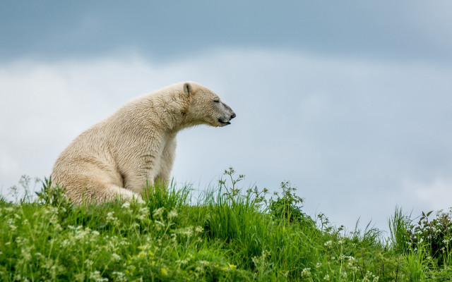 Polar bear grassy hill cloudy free wallpaper for desktop - medium preview image