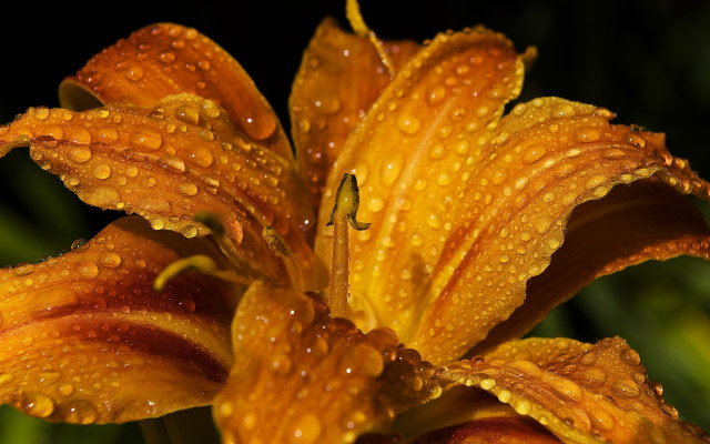 Flower water droplets macro autumn free wallpaper for desktop - medium preview image