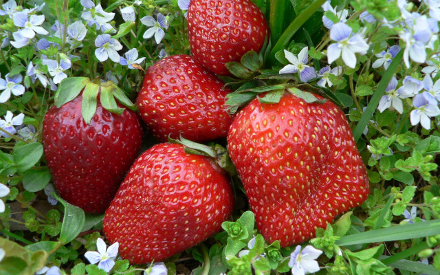 Strawberries flower field blue bow free wallpaper for desktop - medium preview image