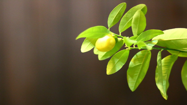 Branch fruit leaves brown background free wallpaper for desktop - medium preview image