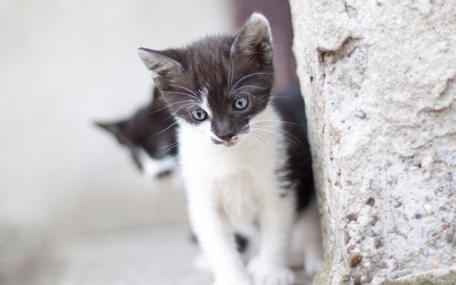 Curious kitten rockwall toyism jigsaw free wallpaper for desktop - medium preview image