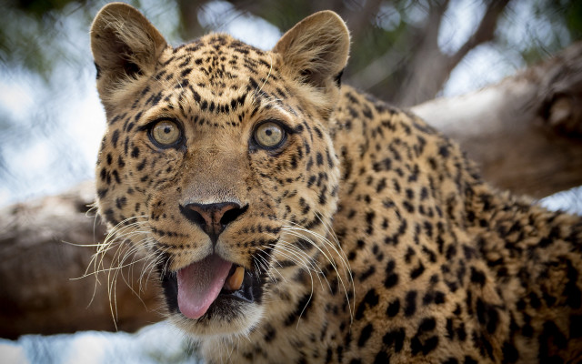 Leopard yawning tree branch outdoors free wallpaper for desktop - medium preview image
