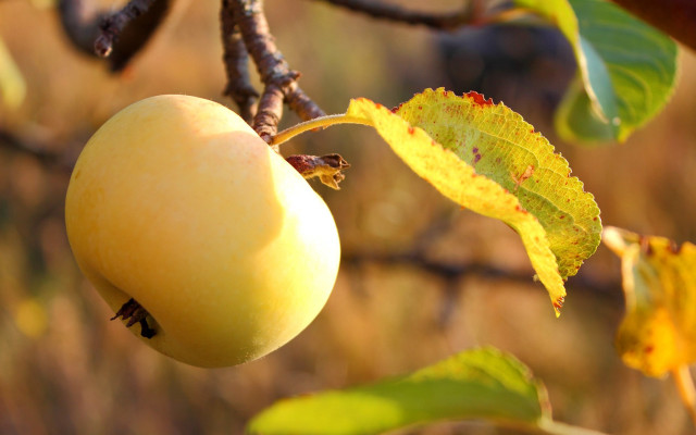 Yellow apple autumn bokeh macro free wallpaper for desktop - medium preview image