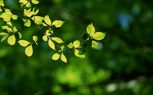 Green leaf sunlight butterfly bokeh free wallpaper for desktop - medium preview image