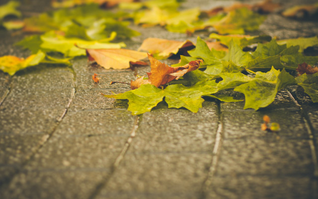 Autumn leaves street blurry city free wallpaper for desktop - medium preview image