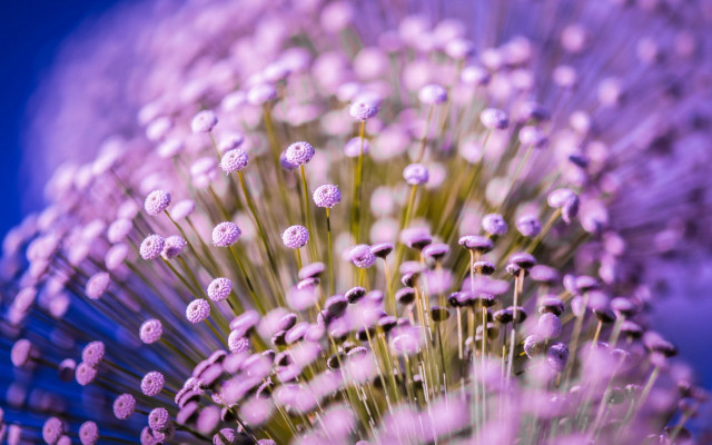 Purple flower white stem blue free wallpaper for desktop - medium preview image