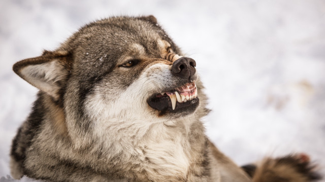 Wolf open mouth snow realistic free wallpaper for desktop - medium preview image