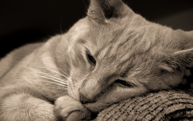 Cat sleeping couch head pillow free wallpaper for desktop - medium preview image