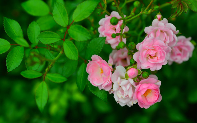 Pink flowers green leaves bush free wallpaper for desktop - medium preview image