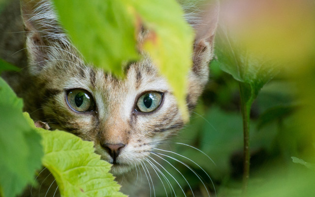 Cat peeking leafy plant wide free wallpaper for desktop - medium preview image
