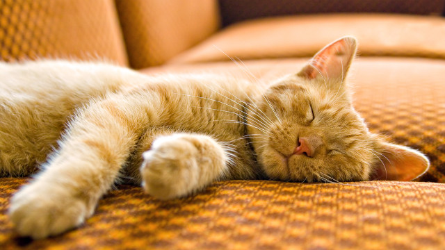 Cat sleeping couch blurry tranquil free wallpaper for desktop - medium preview image