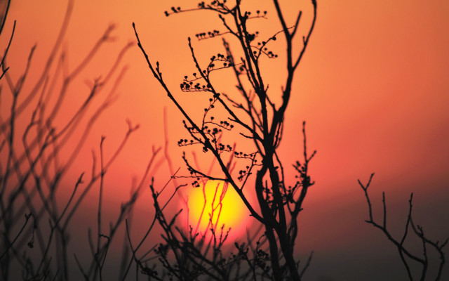 Tree sunset bamboo branch clouds free wallpaper for desktop - medium preview image