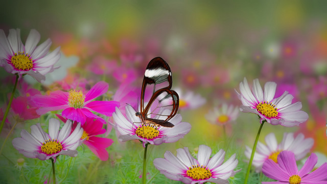 Butterfly flower field macro blurry #2 free wallpaper for desktop - medium preview image