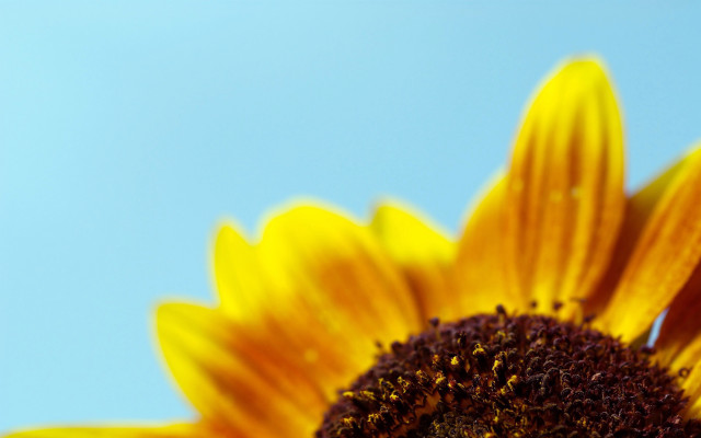 Sunflower blue sky macro autumn free wallpaper for desktop - medium preview image