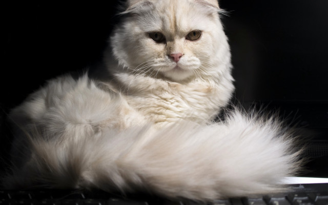 White cat laying on keyboard free wallpaper for desktop - medium preview image