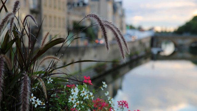 River flowers bridge building sky free wallpaper for desktop - medium preview image