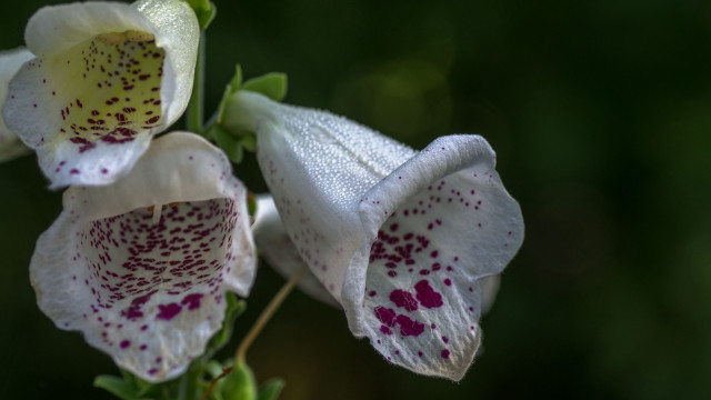 White flowers red spots green free wallpaper for desktop - medium preview image