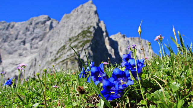 Blue flower mountain grass sky free wallpaper for desktop - medium preview image