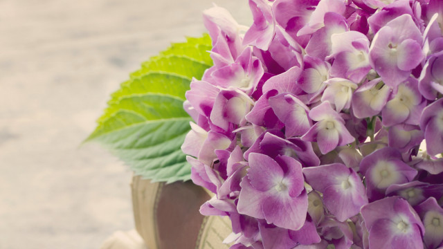 Purple flower green leaf highdetail free wallpaper for desktop - medium preview image