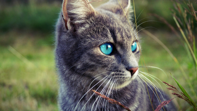 Cat blue eyes standing grass free wallpaper for desktop - medium preview image