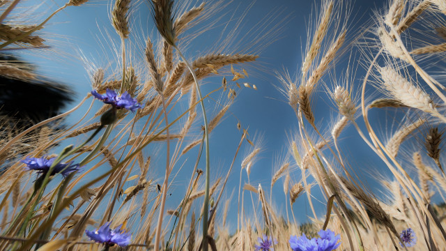 Wheat blue flowers sky clouds free wallpaper for desktop - medium preview image