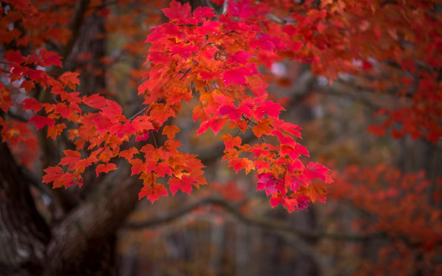 Falling leaves tree red umbrella free wallpaper for desktop - medium preview image