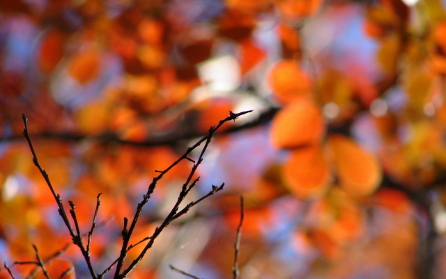 Orange leaves tree bokeh sunset free wallpaper for desktop - medium preview image