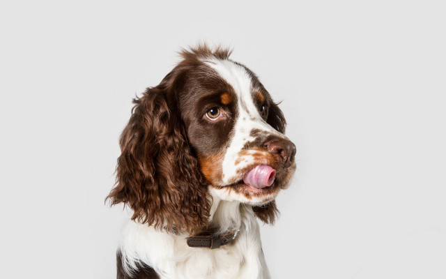 Dog collar tongue shiba inu free wallpaper for desktop - medium preview image