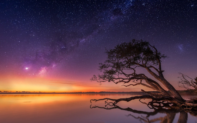 Tree water night stars reflection free wallpaper for desktop - medium preview image